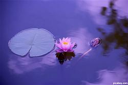 z-lotus-buddhism-buddhist-meditation-zen