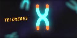 telomeres