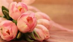 tulip